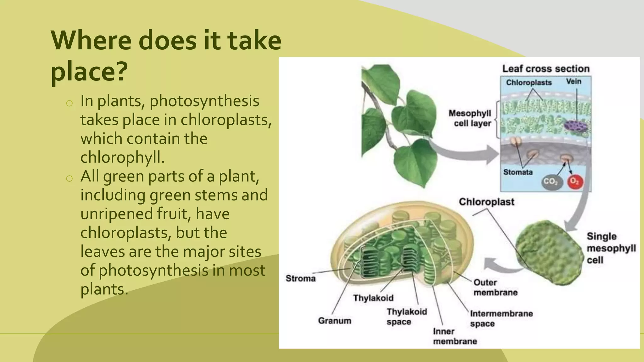 Where does it take
place?
o In plants, photosynthesis
takes place in chloroplasts,
which contain the
chlorophyll.
o All green parts of a plant,
including green stems and
unripened fruit, have
chloroplasts, but the
leaves are the major sites
of photosynthesis in most
plants.
 