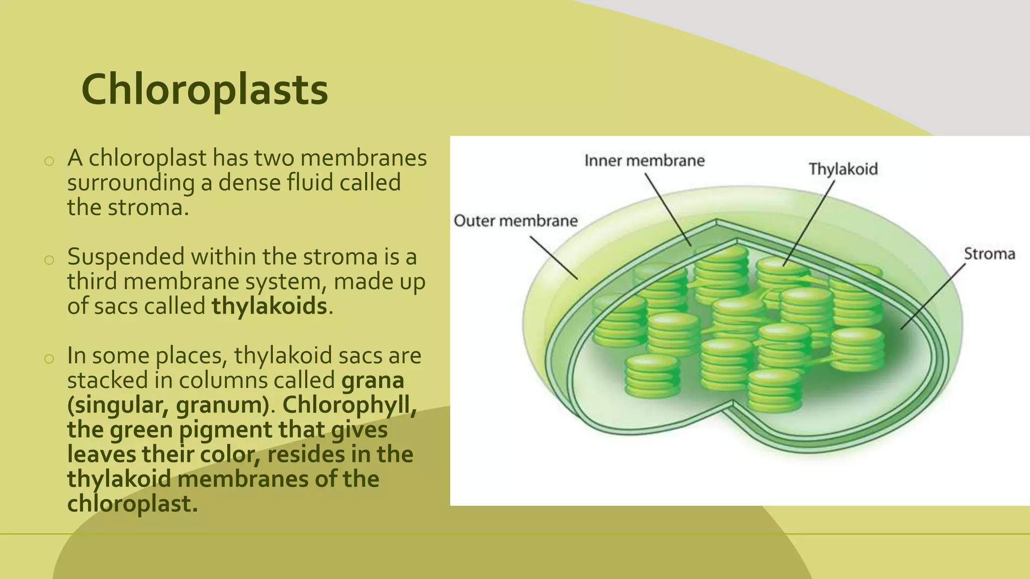 Chloroplasts
o A chloroplast has two membranes
surrounding a dense fluid called
the stroma.
o Suspended within the stroma is a
third membrane system, made up
of sacs called thylakoids.
o In some places, thylakoid sacs are
stacked in columns called grana
(singular, granum). Chlorophyll,
the green pigment that gives
leaves their color, resides in the
thylakoid membranes of the
chloroplast.
 
