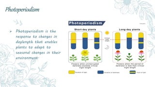 Photoperiodism
 Photoperiodism is the
response to changes in
daylength that enables
plants to adapt to
seasonal changes i...