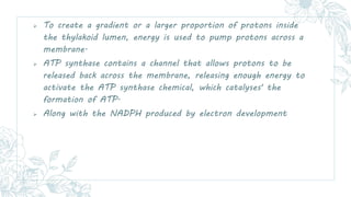  To create a gradient or a larger proportion of protons inside
the thylakoid lumen, energy is used to pump protons across...