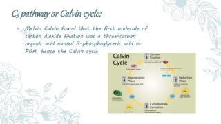 C3 pathway orCalvincycle:
 Melvin Calvin found that the first molecule of
carbon dioxide fixation was a three-carbon
orga...