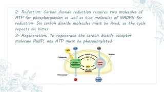 2. Reduction: Carbon dioxide reduction requires two molecules of
ATP for phosphorylation as well as two molecules of NADPH...