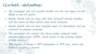 C4 or hatch– slackpathway:
 The mesophyll cells and vascular bundles are the two types of cells
found in the C4 plants.
...