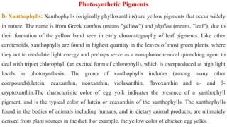 PHOTOSYNTHESIS.pptx