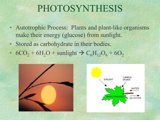 PHOTOSYNTHESIS
• Autotrophic Process: Plants and plant-like organisms
make their energy (glucose) from sunlight.
• Stored as carbohydrate in their bodies.
• 6CO2 + 6H2O + sunlight  C6H12O6 + 6O2
 