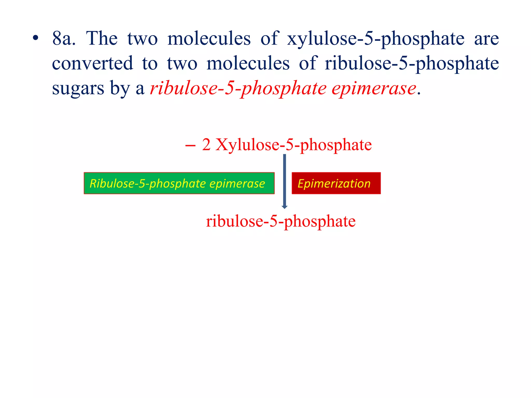 • 8a. The two molecules of xylulose-5-phosphate are
converted to two molecules of ribulose-5-phosphate
sugars by a ribulose-5-phosphate epimerase.
– 2 Xylulose-5-phosphate
ribulose-5-phosphate
Epimerization
Ribulose-5-phosphate epimerase
 