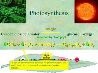 Photosynthesis
Carbon dioxide + water glucose + oxygen
sunlight
absorbed by chlorophyll
6CO2 + 6H2O + energy  C6H12O6 + 6O2
As can be seen from the equation for photosynthesis, the
wood, bark, and root came from water and carbon
dioxide.
 
