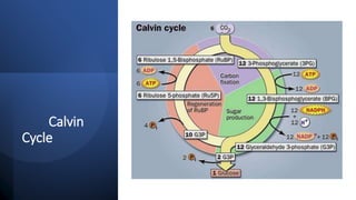 Photosynthesis.pptx