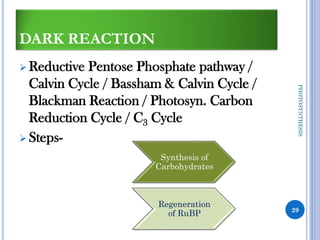 DARK REACTION
➢ Reductive Pentose Phosphate pathway /
Calvin Cycle / Bassham & Calvin Cycle /
Blackman Reaction / Photosyn. Carbon
Reduction Cycle / C3 Cycle
➢ Steps-
29
PHOTOSYNTHESIS
Synthesis of
Carbohydrates
Regeneration
of RuBP
 