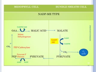 MESOPHYLL CELL BUNDLE SHEATH CELL
NADP-ME TYPE
OAA MALIC ACID
PEP PYRUVATE
MALATE
PYRUVATE
36
PHOTOSYNTHESIS
CO2
NADPH NAD
P
Malate
Dehydrogenase
CO2
NADPH
NADP
C3
cycle
2ATP
2ADP
Pyruvate P
Dikinase
NADP
-ME
PEP-Carboxylase
 