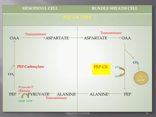 MESOPHYLL CELL BUNDLE SHEATH CELL
PEP-CK TYPE
OAA ASPARTATE
PEP PYRUVATE ALANINE
ASPARTATE OAA
ALANINE PEP
CO2
CO2
Transaminase Transaminase
Transaminase
ATP
ADP
2ATP
2ADP
PEP-CK
Pyruvate P
Dikinase
PEP-Carboxylase
C3
cycle
38
PHOTOSYNTHESIS
 