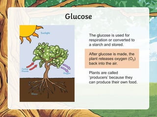 Glucose
The glucose is used for
respiration or converted to
a starch and stored.
After glucose is made, the
plant releases oxygen (O2)
back into the air.
Plants are called
‘producers’ because they
can produce their own food.
 