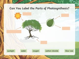 Can You Label the Parts of Photosynthesis?
sunlight water oxygen carbon dioxide Gluc`ose
 