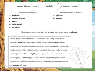 Photosynthesis.ppt