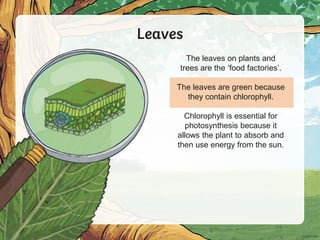 Leaves
The leaves on plants and
trees are the ‘food factories’.
The leaves are green because
they contain chlorophyll.
Chlorophyll is essential for
photosynthesis because it
allows the plant to absorb and
then use energy from the sun.
 