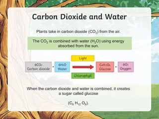 Carbon Dioxide and Water
Plants take in carbon dioxide (CO2) from the air.
The CO2 is combined with water (H2O) using energy
absorbed from the sun.
When the carbon dioxide and water is combined, it creates
a sugar called glucose
(C6 H12 O6).
 
