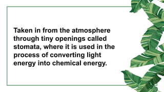 Taken in from the atmosphere
through tiny openings called
stomata, where it is used in the
process of converting light
energy into chemical energy.
 