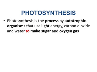 How do photosynthesis occurs in plants.pptx