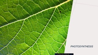 PHOTOSYNTHESIS
This Photo by Unknown Author is licensed under CC BY-SA
 