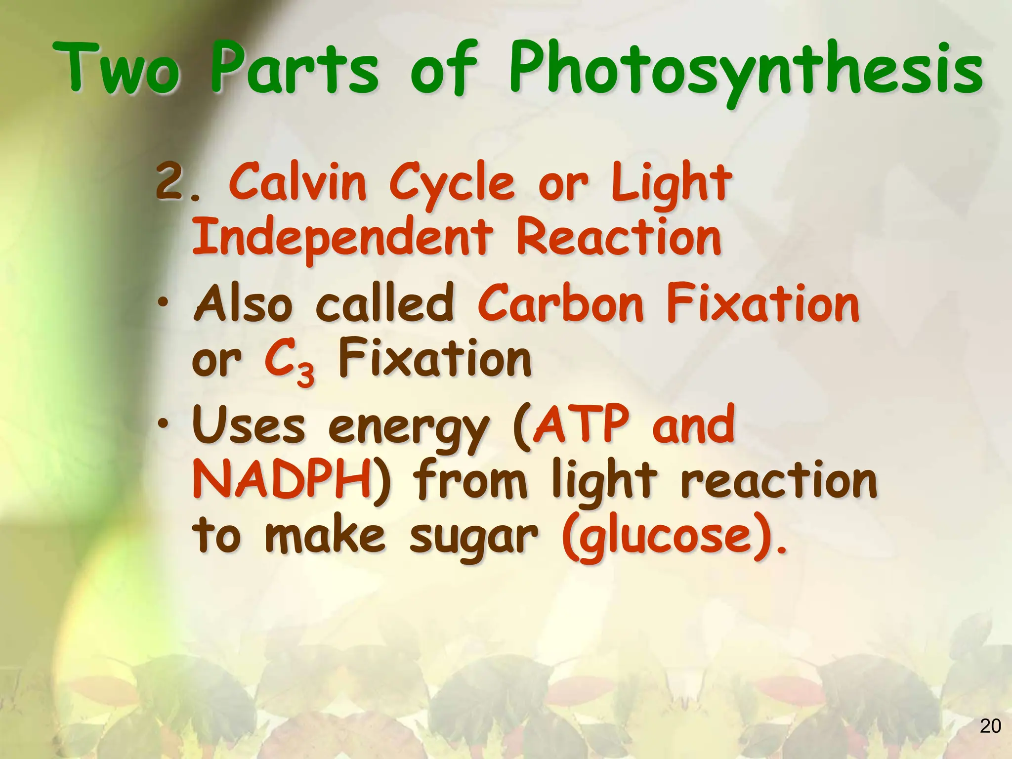 THE PROCESS OF PHOTOSYNTHESIS IN PLANTS PPT | PPTX