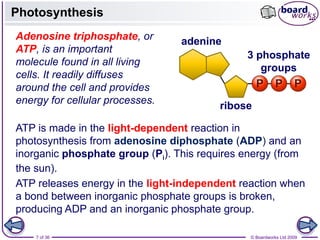 Photosynthesis International A Level Biology Grade 12 | PPTX
