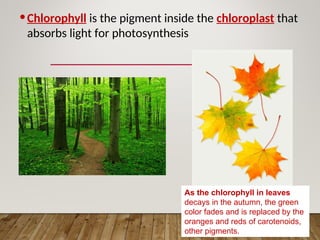 •Chlorophyll is the pigment inside the chloroplast that
absorbs light for photosynthesis
As the chlorophyll in leaves
decays in the autumn, the green
color fades and is replaced by the
oranges and reds of carotenoids,
other pigments.
 