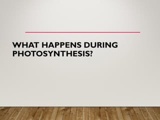 WHAT HAPPENS DURING
PHOTOSYNTHESIS?
 
