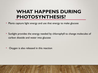 WHAT HAPPENS DURING
PHOTOSYNTHESIS?
• Plants capture light energy and use that energy to make glucose
• Sunlight provides the energy needed by chlorophyll to change molecules of
carbon dioxide and water into glucose
• Oxygen is also released in this reaction
 