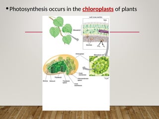 •Photosynthesis occurs in the chloroplasts of plants
 