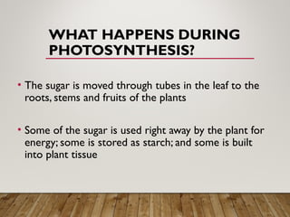 WHAT HAPPENS DURING
PHOTOSYNTHESIS?
• The sugar is moved through tubes in the leaf to the
roots, stems and fruits of the plants
• Some of the sugar is used right away by the plant for
energy; some is stored as starch; and some is built
into plant tissue
 