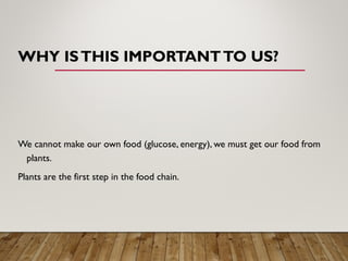 WHY ISTHIS IMPORTANTTO US?
We cannot make our own food (glucose, energy), we must get our food from
plants.
Plants are the first step in the food chain.
 