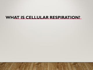 WHAT IS CELLULAR RESPIRATION?
 