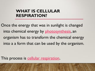 WHAT IS CELLULAR
RESPIRATION?
Once the energy that was in sunlight is changed
into chemical energy by photosynthesis, an
organism has to transform the chemical energy
into a a form that can be used by the organism.
This process is cellular respiration.
 