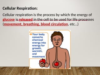 Cellular Respiration:
Cellular respiration is the process by which the energy of
glucose is released in the cell to be used for life processes
(movement, breathing, blood circulation, etc…)
 