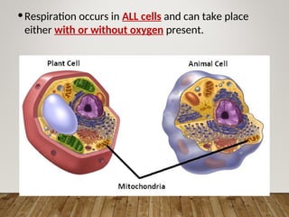 •Respiration occurs in ALL cells and can take place
either with or without oxygen present.
 