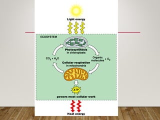 Explaining Photosynthesis and its example