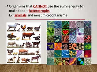•Organisms that CANNOT use the sun’s energy to
make food—heterotrophs
Ex: animals and most microorganisms
 