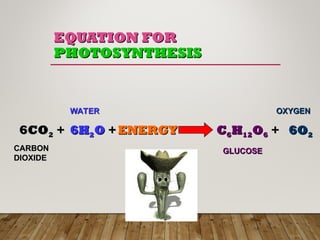 EQUATION
EQUATION FOR
FOR
PHOTOSYNTHESIS
PHOTOSYNTHESIS
6CO
6CO2
2 +
+ 6H
6H2
2O
O +
+ ENERGY
ENERGY C
C6
6H
H12
12O
O6
6 +
+ 6O
6O2
2
CARBON
CARBON
DIOXIDE
DIOXIDE
WATER
WATER
GLUCOSE
GLUCOSE
OXYGEN
OXYGEN
 