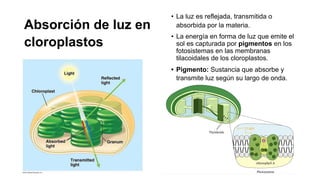 Absorción de luz en
cloroplastos
• La luz es reflejada, transmitida o
absorbida por la materia.
• La energía en forma de luz que emite el
sol es capturada por pigmentos en los
fotosistemas en las membranas
tilacoidales de los cloroplastos.
• Pigmento: Sustancia que absorbe y
transmite luz según su largo de onda.
 