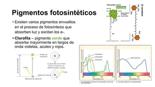 Pigmentos fotosintéticos
• Existen varios pigmentos envueltos
en el proceso de fotosíntesis que
absorben luz y excitan los e-.
• Clorofila – pigmento verde que
absorbe mayormente en largos de
onda violetas, azules y rojos.
 