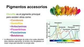 Pigmentos accesorios
Clorofila es el pigmento principal
pero existen otros como:
•Carotenos
•Xantofilas
•Antocianinas
•Ficoeritrinas
•Ficocianinas
•Betalaínas
• La diferencia en los largos de onda a los cuales absorben
estos distintos pigmentos, le brinda a los cloroplastos un
mayor rango para absorber la energía solar.
 