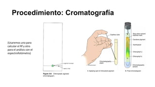 Procedimiento: Cromatografía
(Usaremos uno para
calcular el Rf y otro
para el análisis con el
espectrofotómetro)
 