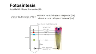 Fotosíntesis
Actividad #1 // Factor de retención (Rf)
 