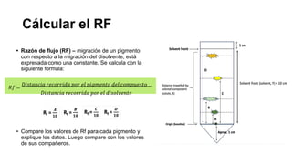 Cálcular el RF
• Compare los valores de Rf para cada pigmento y
explique los datos. Luego compare con los valores
de sus compañeros.
• Razón de flujo (RF) – migración de un pigmento
con respecto a la migración del disolvente, está
expresada como una constante. Se calcula con la
siguiente formula:
𝑅𝑓 =
𝐷𝑖𝑠𝑡𝑎𝑛𝑐𝑖𝑎 𝑟𝑒𝑐𝑜𝑟𝑟𝑖𝑑𝑎 𝑝𝑜𝑟 𝑒𝑙 𝑝𝑖𝑔𝑚𝑒𝑛𝑡𝑜 𝑑𝑒𝑙 𝑐𝑜𝑚𝑝𝑢𝑒𝑠𝑡𝑜
𝐷𝑖𝑠𝑡𝑎𝑛𝑐𝑖𝑎 𝑟𝑒𝑐𝑜𝑟𝑟𝑖𝑑𝑎 𝑝𝑜𝑟 𝑒𝑙 𝑑𝑖𝑠𝑜𝑙𝑣𝑒𝑛𝑡𝑒
 