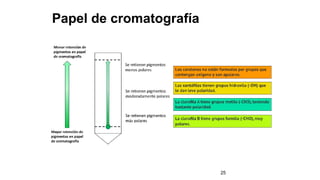 Papel de cromatografía
25
 