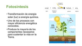 Fotosíntesis
•Transformación de energía
solar (luz) a energía química.
•Uno de los procesos con
mayor eficiencia energética
conocidos.
•Produce la mayoría de los
componentes necesarios
para sustentar la vida en la
Tierra.
 