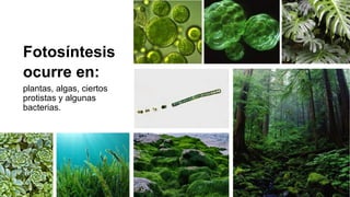 Fotosíntesis
ocurre en:
plantas, algas, ciertos
protistas y algunas
bacterias.
 