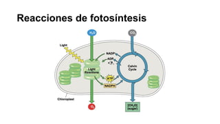 Reacciones de fotosíntesis
 