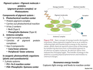 Photosynthesis (Light dependent reaction and Calvin cycle).pptx