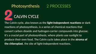 Comprehensive Overview of Photosynthesis: Processes and Mechanisms | PPTX